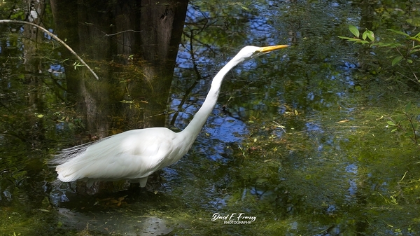 IMG 2789WhiteHeron Print