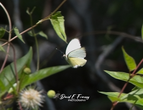 IMG 2899ButterFly Print