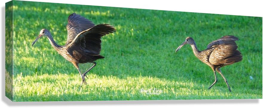 IMG 2112Limpkins Canvas Print