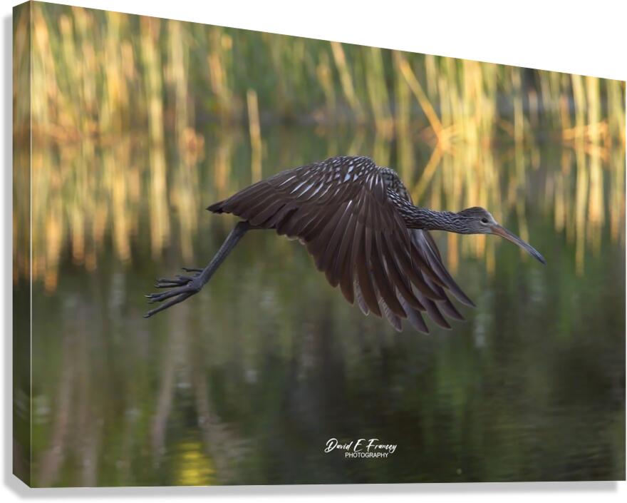 IMG 2120FlyingLimpkin Canvas Print