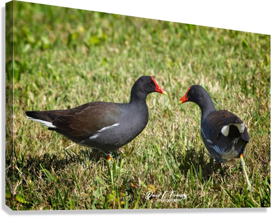 IMG 2263Moorhen Canvas Print