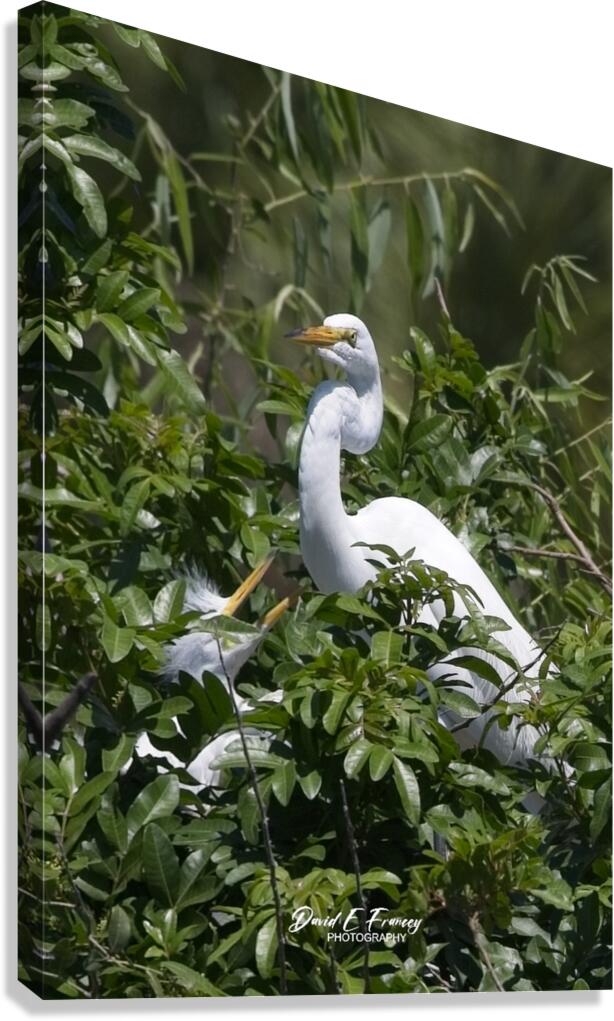 IMG 2453WhiteHeronAndChicks24x30 Canvas Print