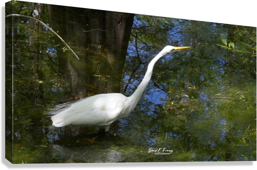 IMG 2789WhiteHeron Canvas Print