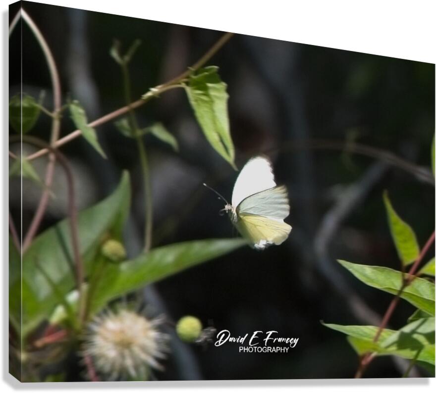 IMG 2899ButterFly Canvas Print