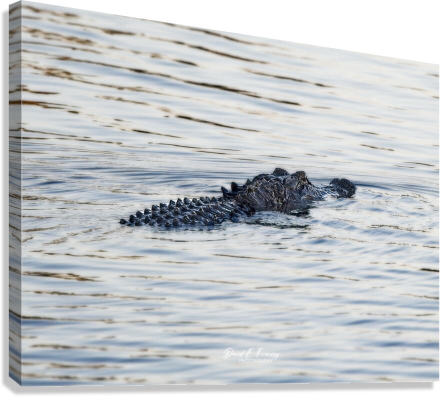 IMG 2945Gator Canvas Print