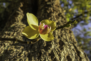 Yellow orchid