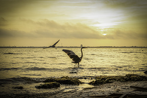 Flight