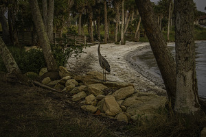 Blue heron
