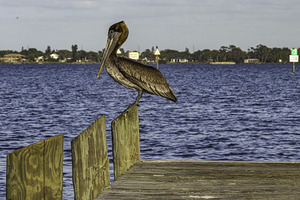 Pelican