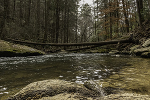 Log