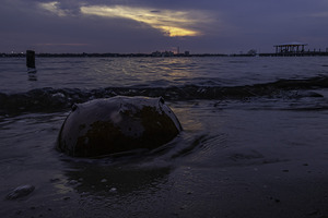 Dusky horseshoe crab