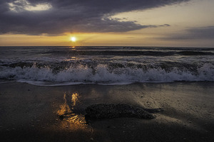 Washed Coquina