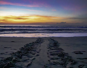 Turtle tracks