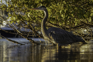 Sunny Heron