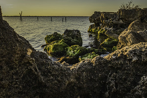 Coquina 