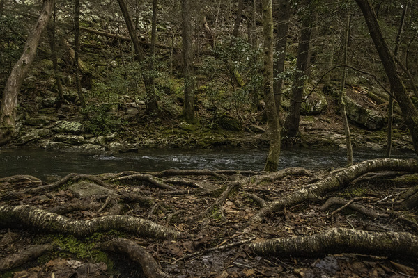 Rooted Print