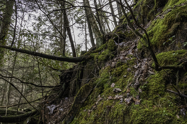 climb Print