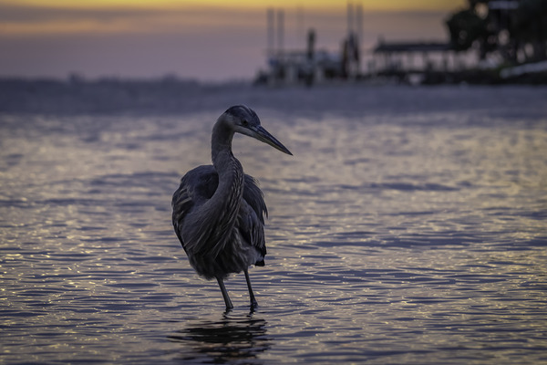 Blue Heron sunrise Print