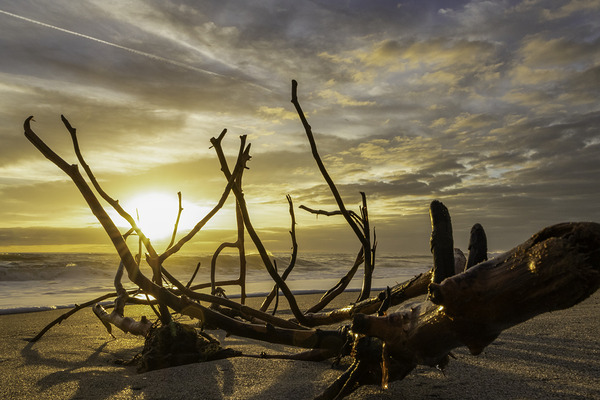 Driftwood Print