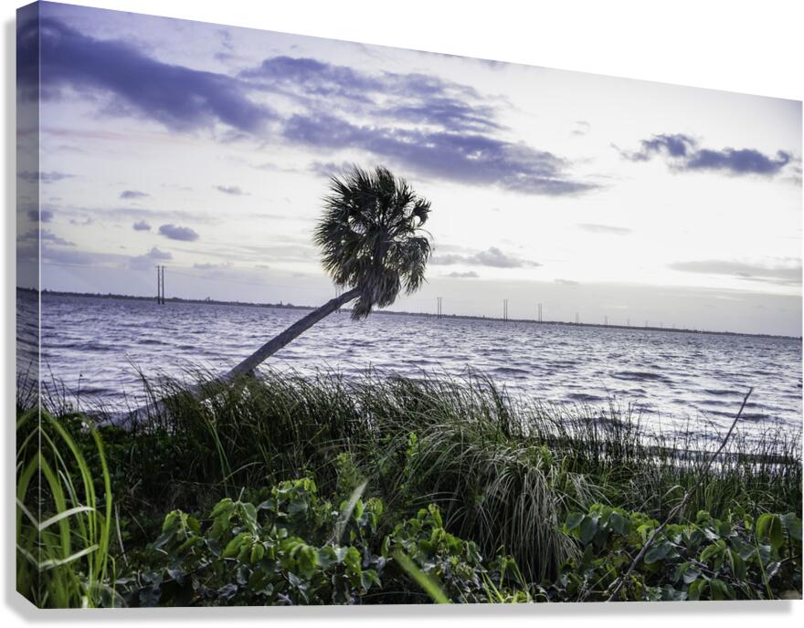 Windy Palm Canvas Print