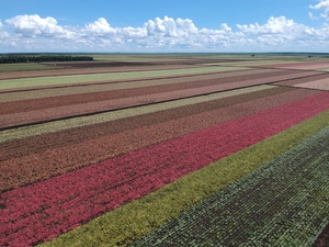 Caladium fields LakePlacid FL