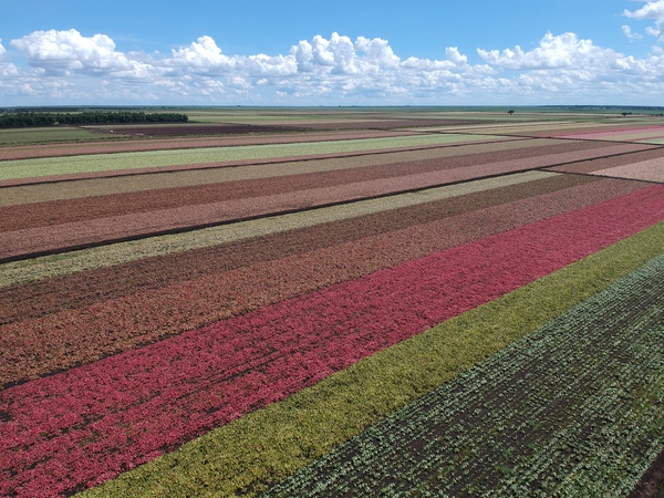 Caladium fields LakePlacid FL Print