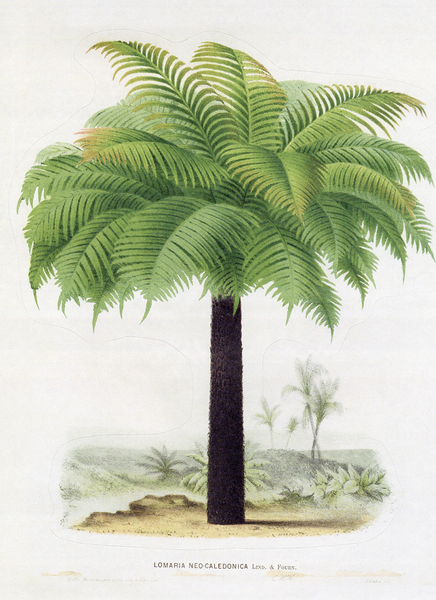 Les Journees Calvert: JDSticker ArtPalm 1 by Nancy Calvert