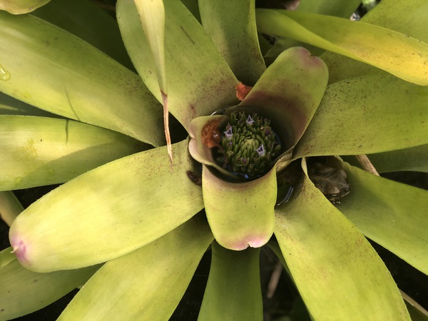 Lilly Frog - Garden of the Sleeping Giant Fiji Collection by Brandon Hauseman
