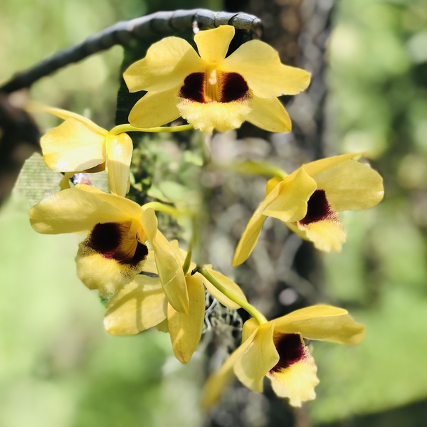 Yellow Orchid - Garden of the Sleeping Giant Fiji Collection by Brandon Hauseman