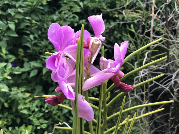 Fuschia Orchid - Garden of the Sleeping Giant Fiji Collection by Brandon Hauseman