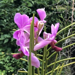 Fuschia Orchid - Garden of the Sleeping Giant Fiji Collection