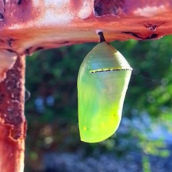 Monarch Chrysalis 2018