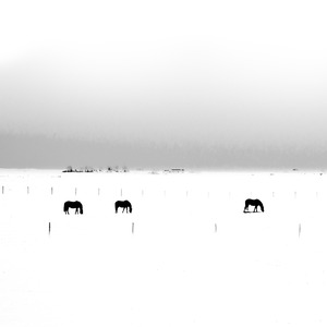 Wintering Horses