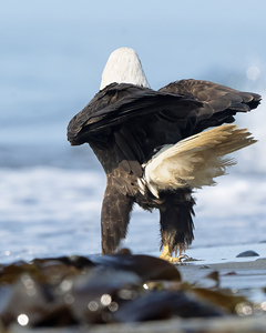 Eyes of the Sea: The Eagle on Watch