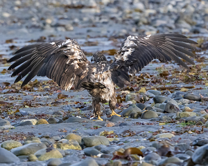 Seaside Majesty: A Young Eagles Wingspan