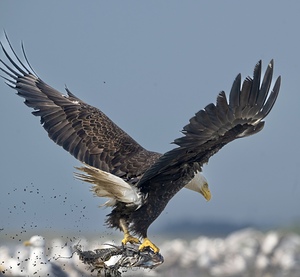 Aerial Triumph: Eagles and Their Catch