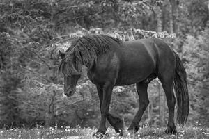 Breeding and Beyond: The Friesian Horses Path to Recovery