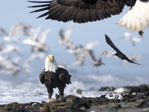 Companions of the Sky: Awaiting Reunion