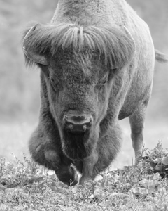 Buffalo in Art and History: A Timeless Inspiration