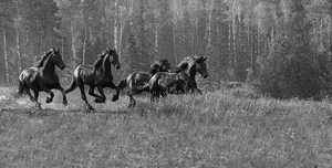 Friesian Power: Capturing the Beauty of the Canter