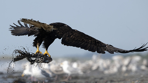 Sky Hunters: Bald Eagles with Their Prize