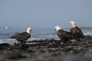 Trinity of Majesty: Eagles United