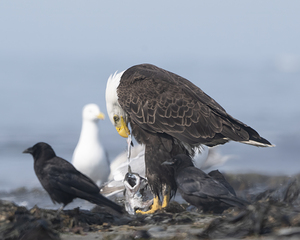 Dining with Dignity: The Bald Eagles Meal