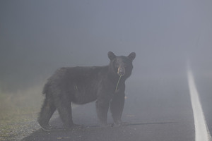 Black Bears Misty Morning Crossing