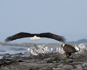 Anticipation in the Air: An Eagle Awaits