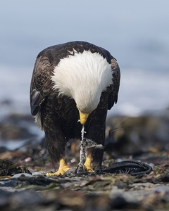 The Beach Banquet: Eagles Feast