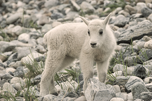 The Innocence of a Baby White Goat: Stunning Photography