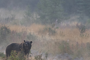 Timeless Beauty: Grizzly in Autumns Embrace