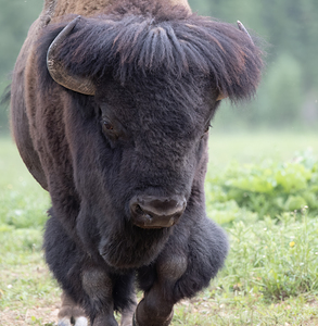 Buffalo Legends: Stories and Myths from Around the World