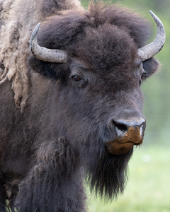Buffalo in Focus: A Visual Journey Through Their Habitat